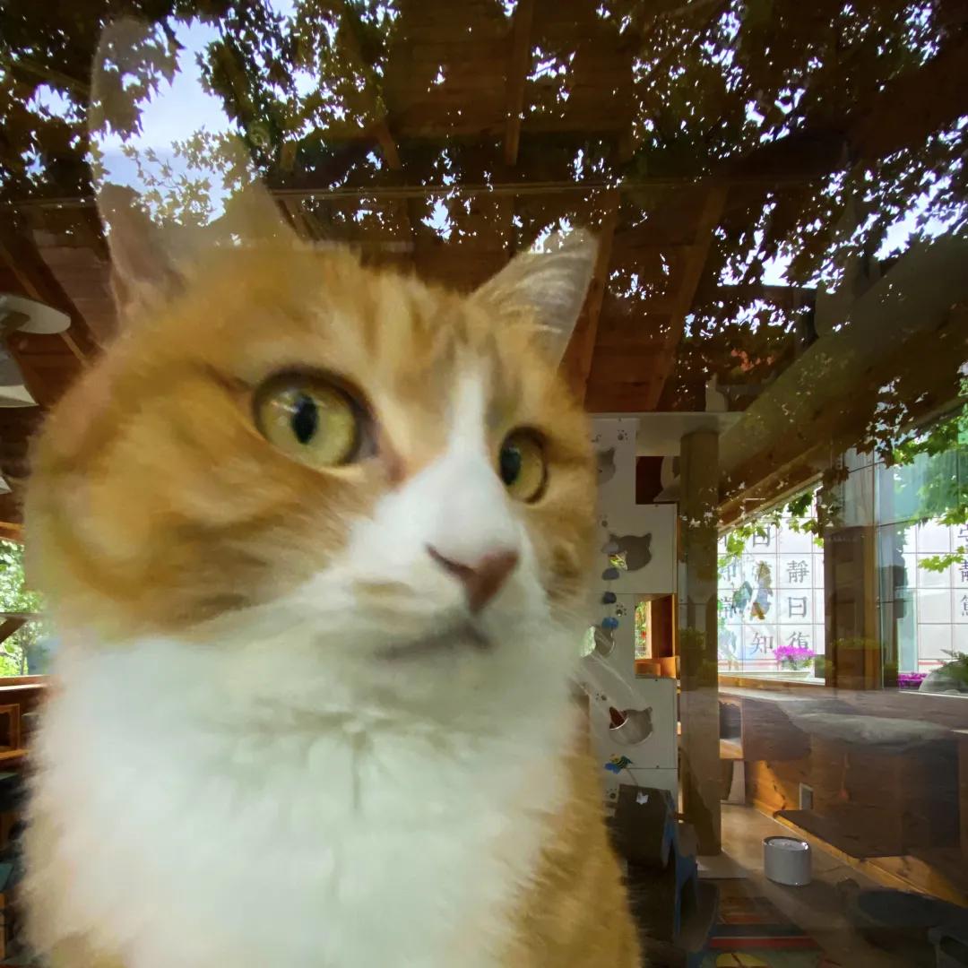 听说我没有脖子？