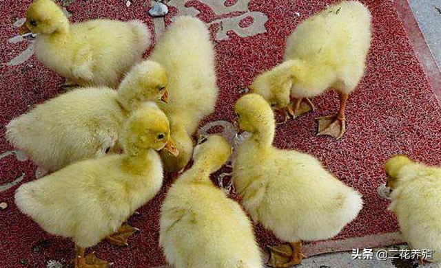 小鹅拉白痢吃什么药？小鹅脚无力怎么办？试试这种治疗方法