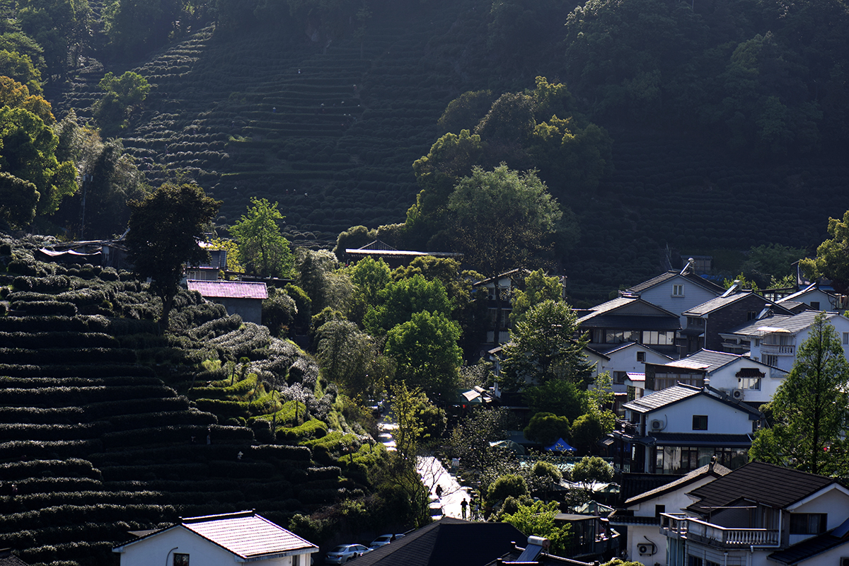 龙井哪里茶最正宗,龙井醉美山水茶