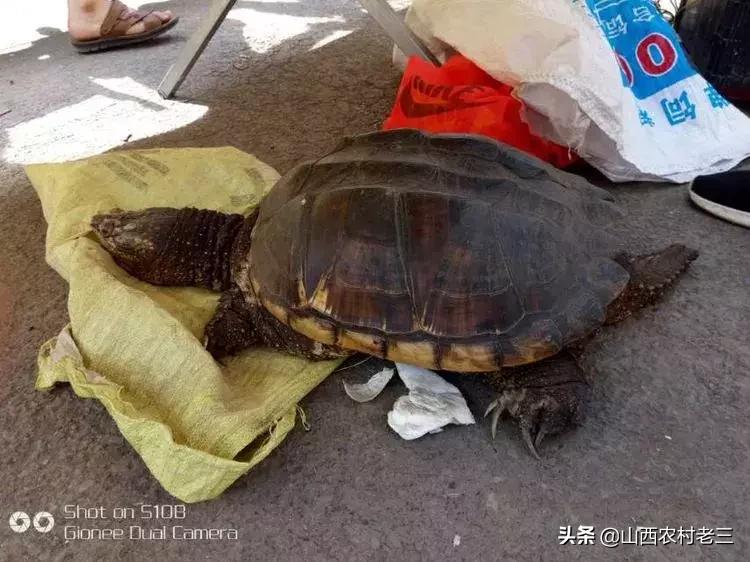 长治老顶山庙会,炎帝庙会图片大全