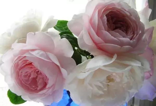 给大家介绍一下玫瑰品种,玫瑰的品种及特点介绍