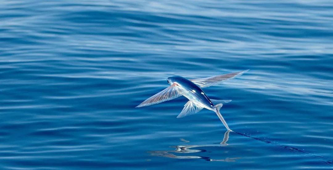 你可能没见过飞鱼,但是你一定吃过它的卵