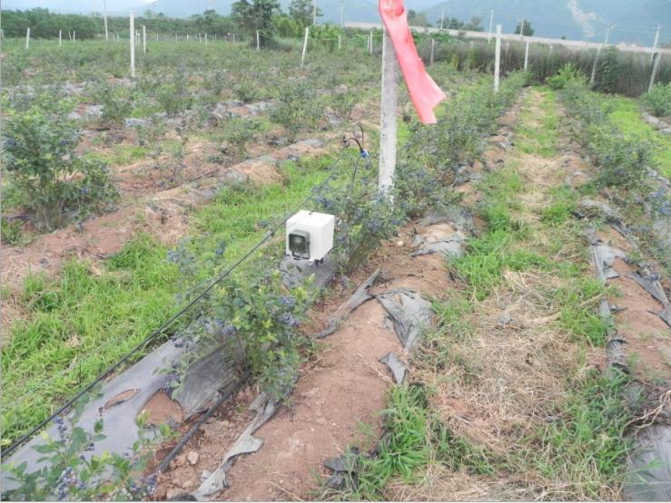 农村大哥蓝莓地里铺锯末，历经3年变身摇钱树，眼看成熟鸟吃光