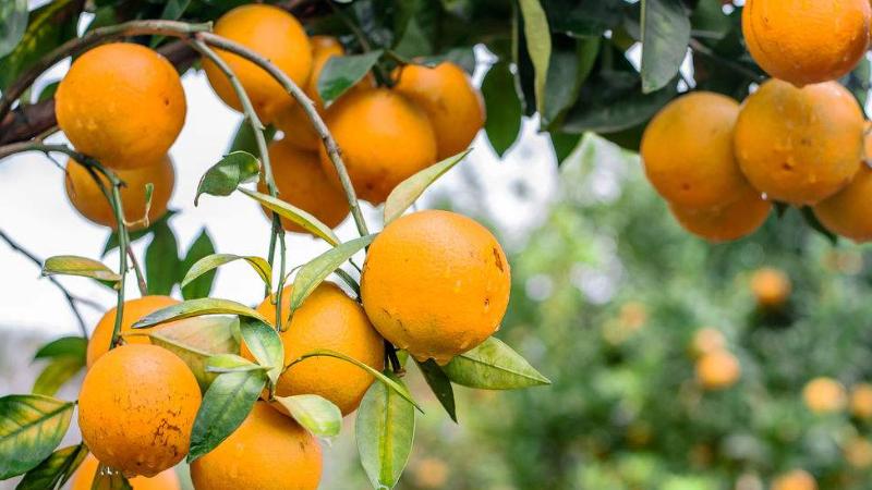 如何种植橙子从种子开始种,盆栽橙子幼苗的养护种植技术