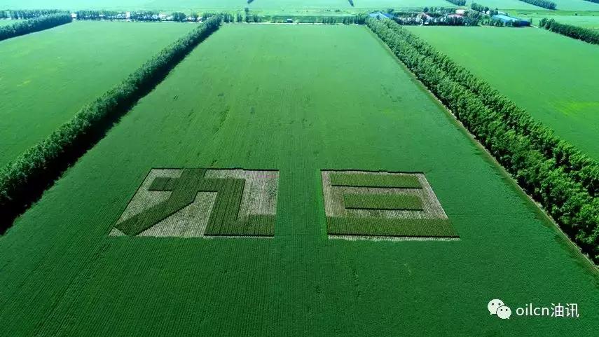 品质立身，民族匠心油九三
