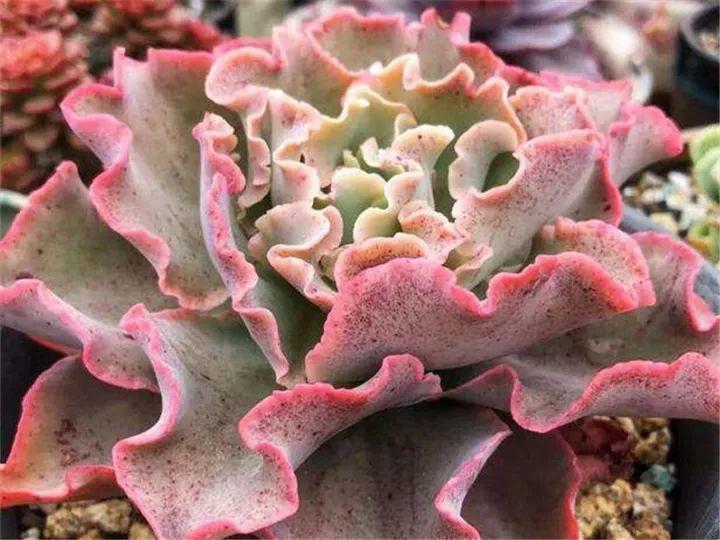 100种常见多肉的养法图片大全,60种好度夏的多肉植物