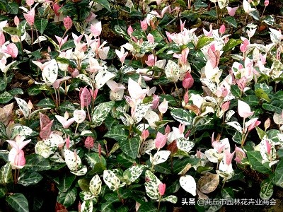 花叶络石，叶子五彩斑斓十分好看，教你如何养护