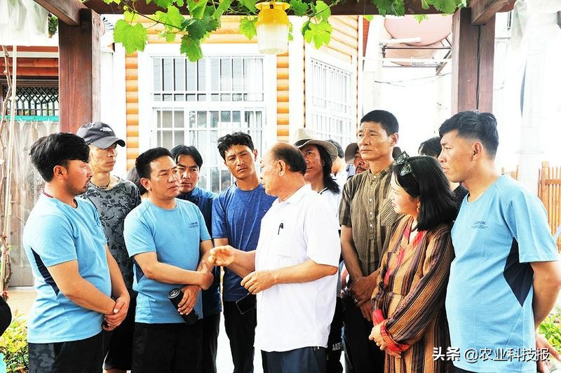 葡萄种植致富图,特色葡萄助农增收