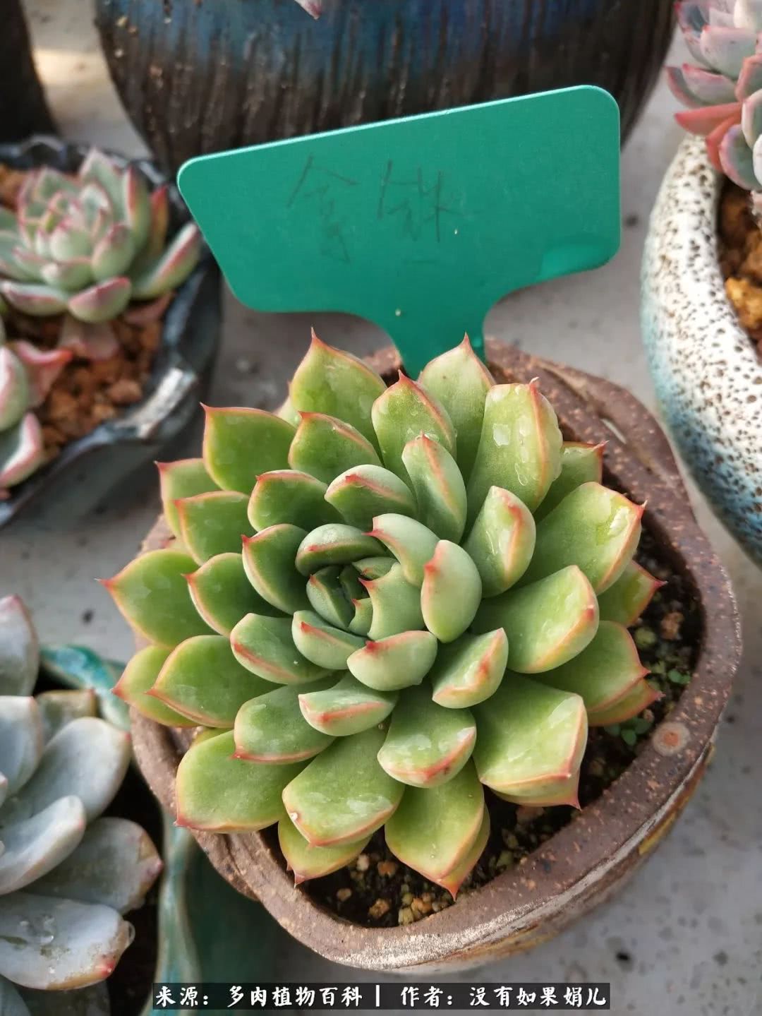 明人不说暗话，我为多肉而来！