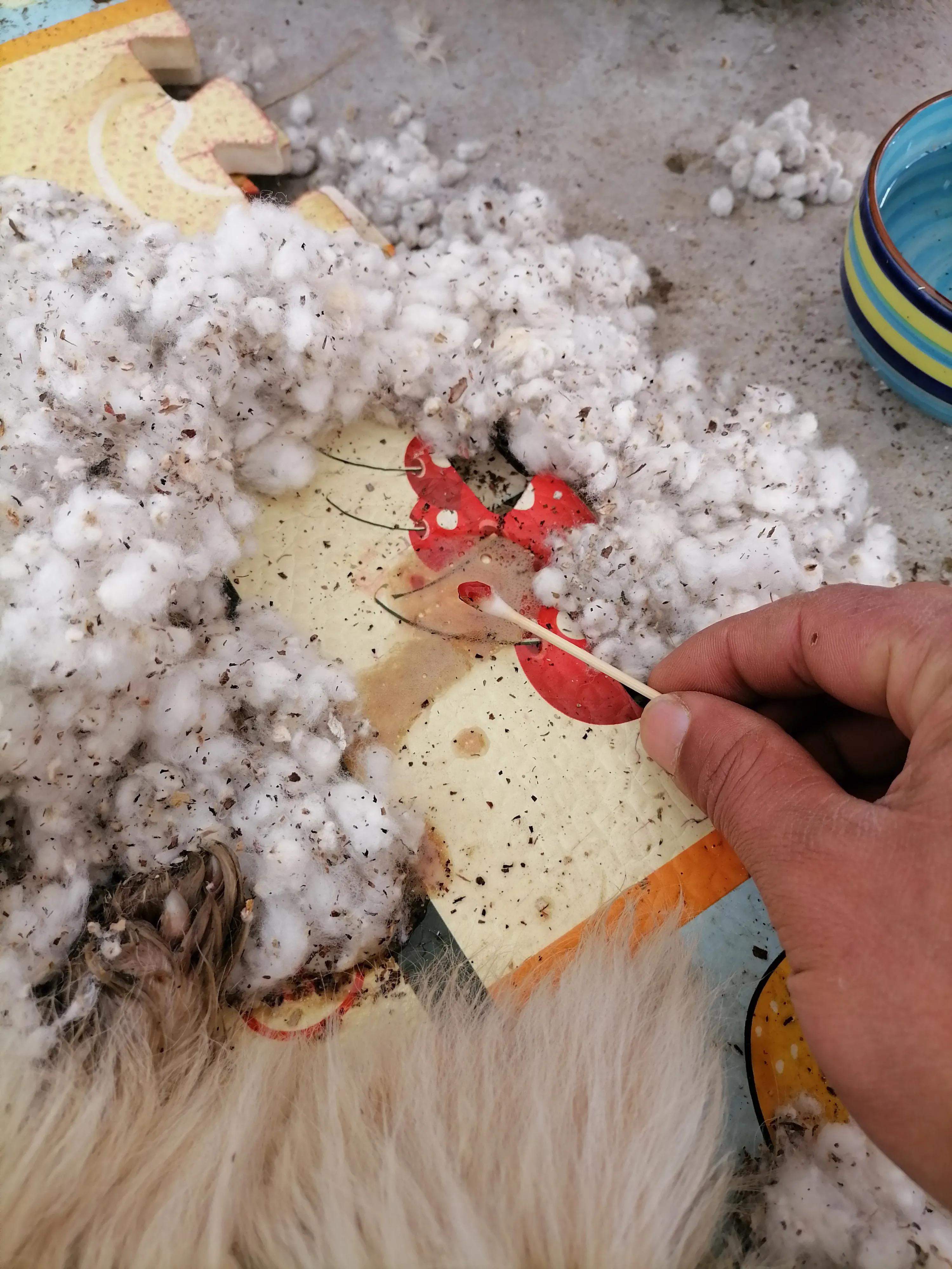 犬细小治疗心得,犬细小发病图片