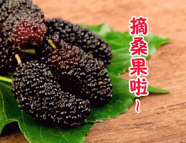 春城*月天五**，醉美桑果园