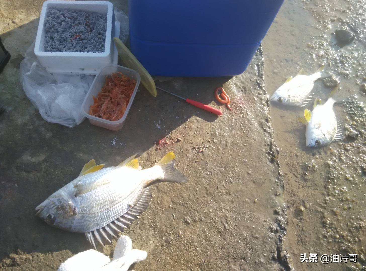 缘起五缘湾,那个爱钓鱼的懵懂少年