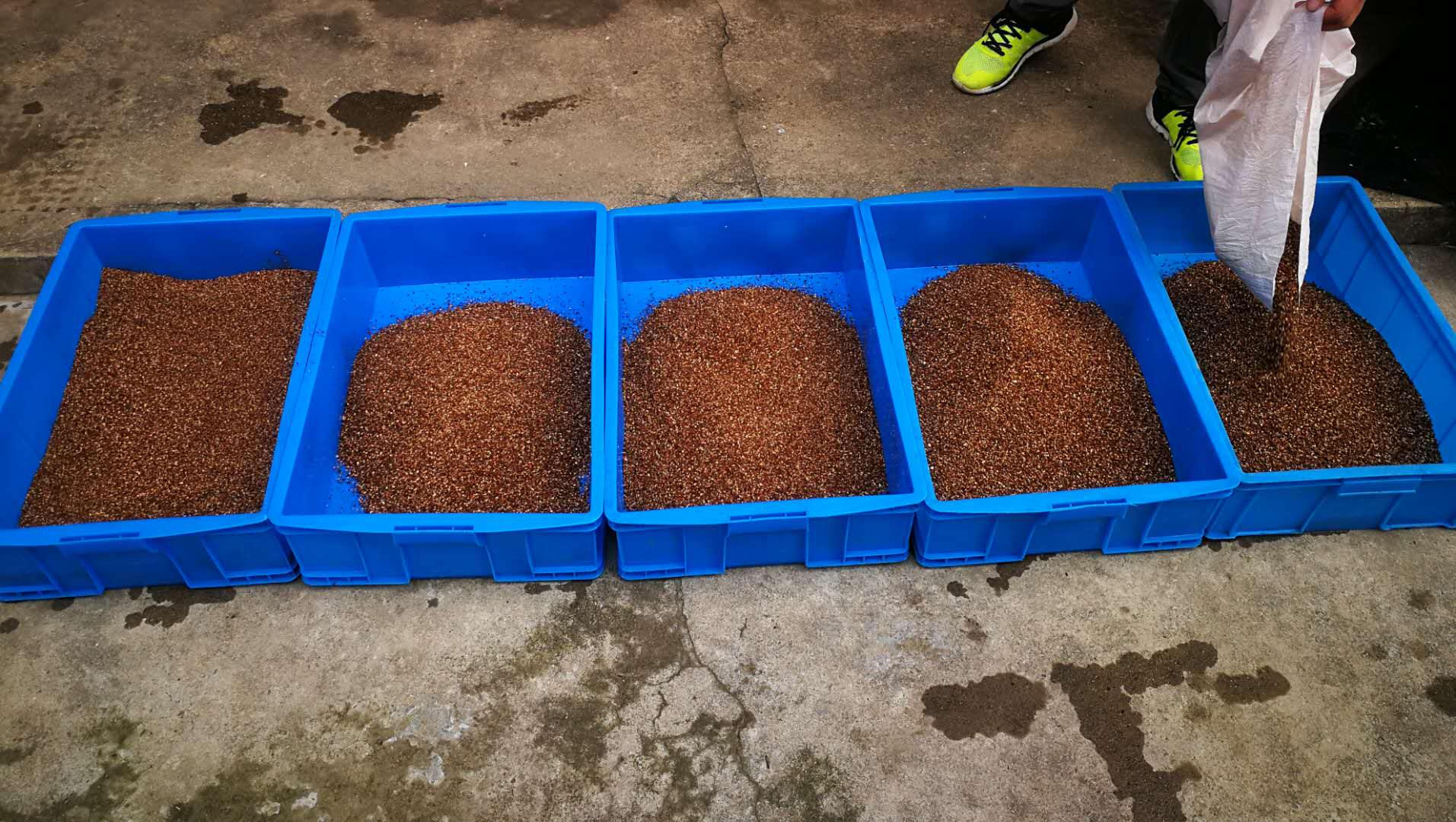 乌龟蛋破壳而出的时候,乌龟蛋在沙里没有挖出来