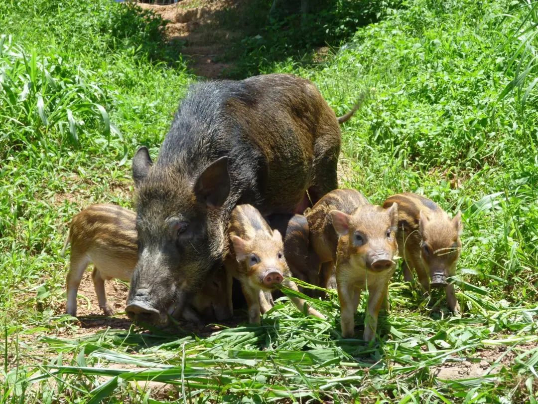 野猪泛滥成灾掀起“杀猪潮”，为何捕杀的野猪不能吃？3个原因