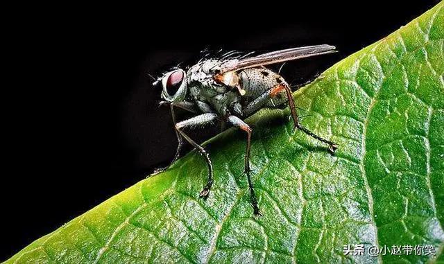家里有苍蝇但是没有苍蝇药怎么办,家里有苍蝇逮不到咋办