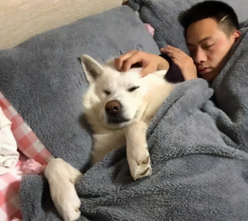 萨摩耶被主人洗了澡,萨摩耶进男主人家