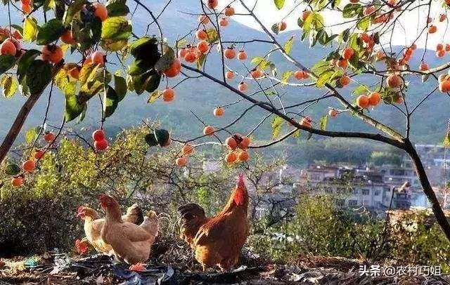 盆栽柿子树落果怎么办,柿子树落果怎么防治