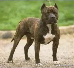 女子报警说家门口有恶犬,女子报警家门口有恶犬