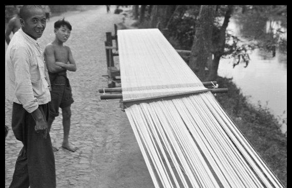 上海的市花是什么花朵,上海市市花曾经是什么