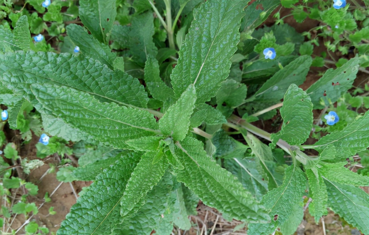 常被误认成薄荷,却是“荔枝草”,若遇到了,记得薅一把带回去