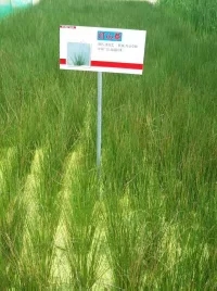 冯家江边发现紫色的鸟蛋，你知道什么鸟产的吗？