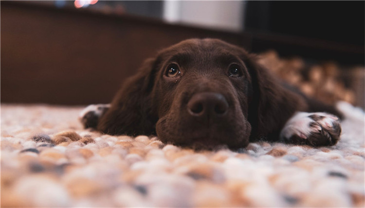 狗狗也会来例假,狗狗初次来月经要怎么护理