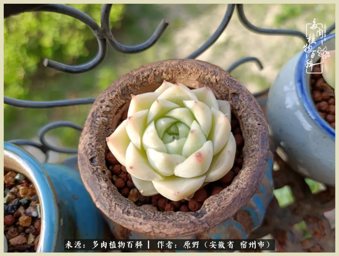 梅雨袭，酷暑至，多肉进入历劫季