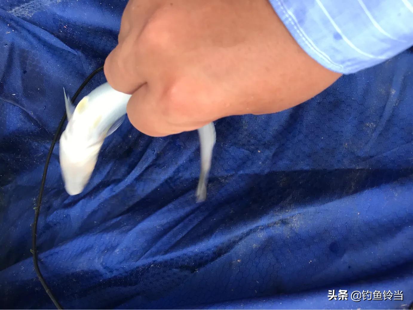 沙尖鱼钓法视频教程,沙尖鱼怎么钓用几号钩