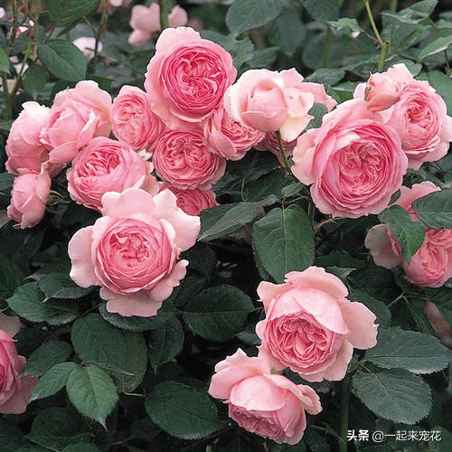 月季生蚜虫怎么治,月季长蚜虫怎么处理