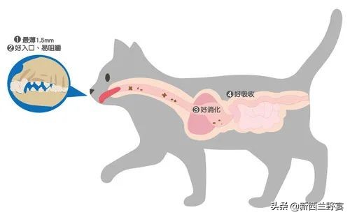 livinwild,livinwild澶滃鐚伯鍜嬫牱