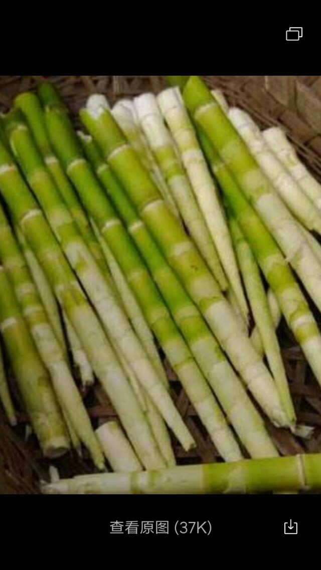 枫林诗苑诗词集:春笋20190402