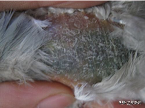 鸽子胸发紫怎么回事,鸽子出现紫胸是什么原因