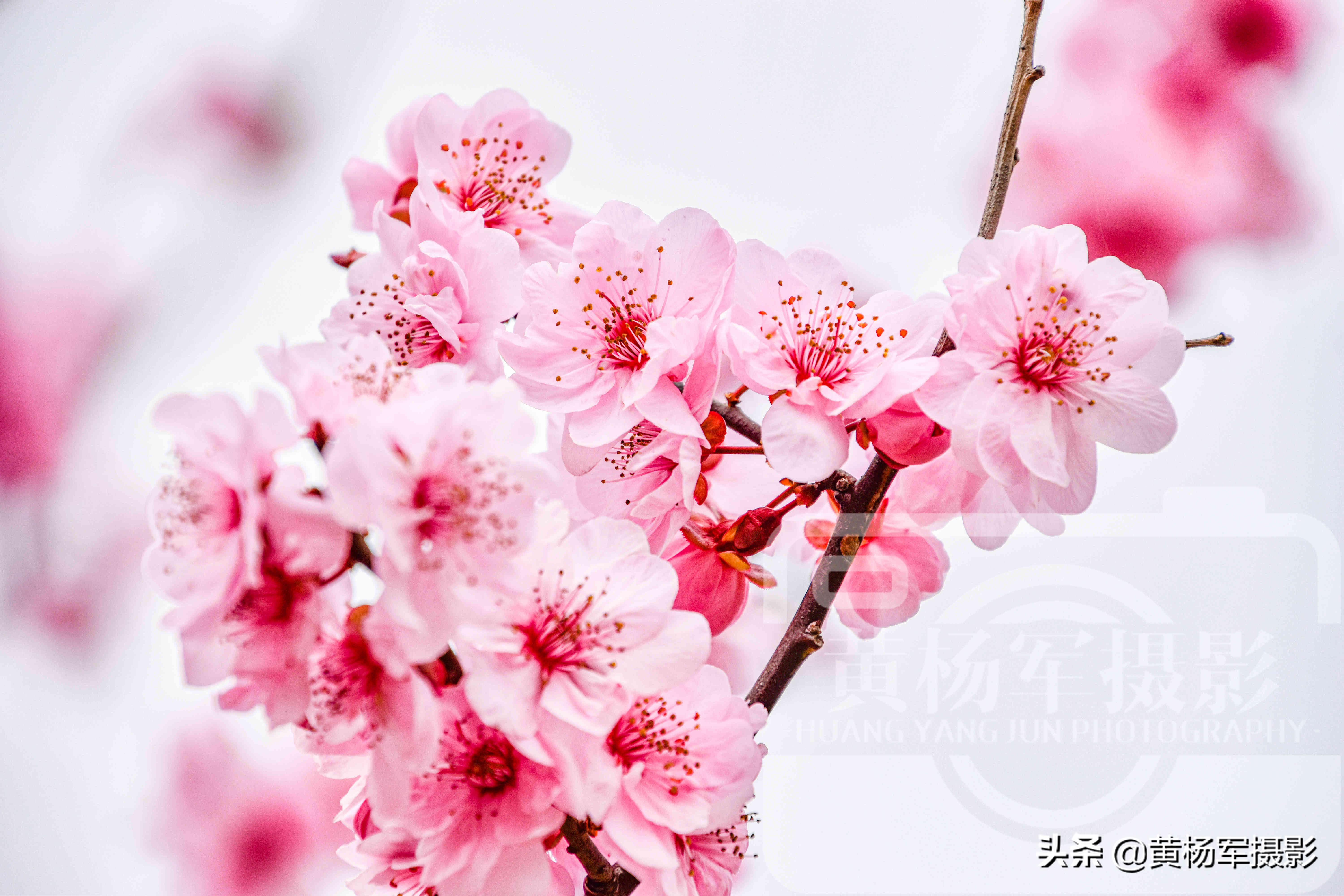 美丽的腊梅梅花,雪天赏梅娇艳的梅花