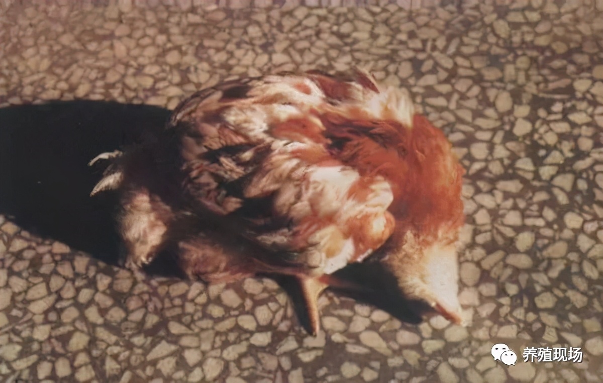 2020年3月21日全国鸡蛋价格汇总,2020年3月20日鸡蛋价格行情参考