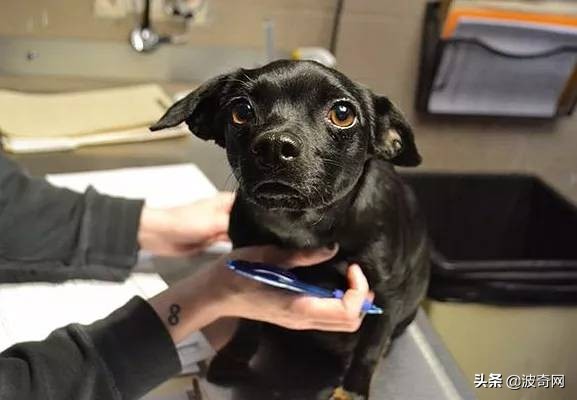 狗怀孕了会没精神吗,狗怀孕了以后还会有大姨妈吗