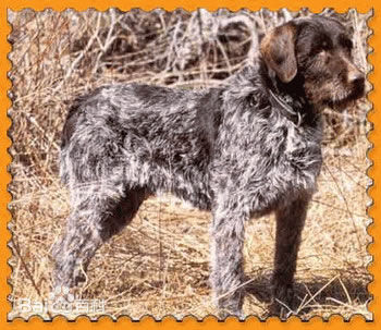 性格温顺的大型犬品种,宠物狗大型犬都有哪些品种