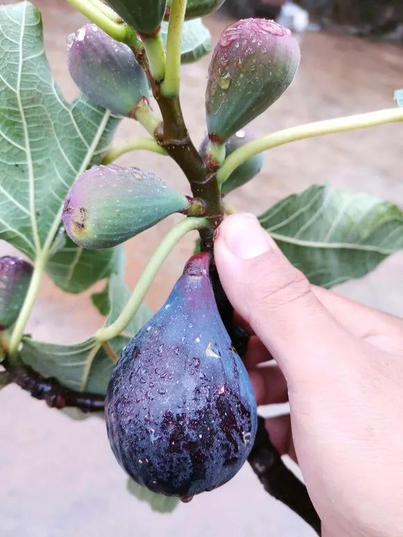 一根枝条插土里怎么生根,下山老桩扦插生根最快方法