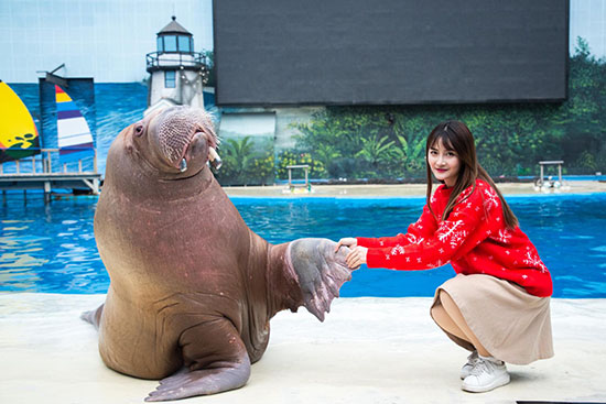 企鹅展区升级新年上新天津海昌极地海洋公园鼠年生肖票仅售9.9元