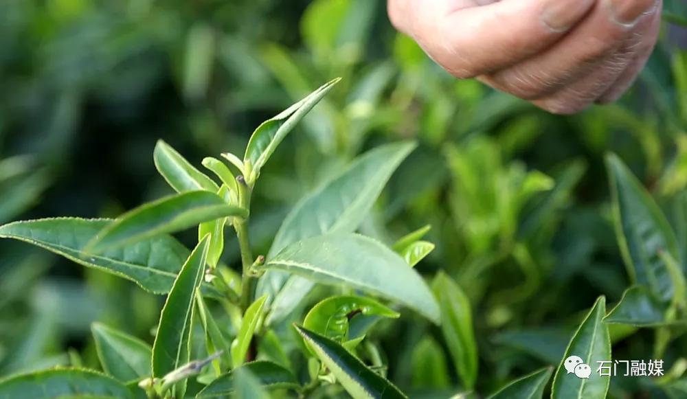 弃高薪！常德石门这个女硕士回村当“茶女”