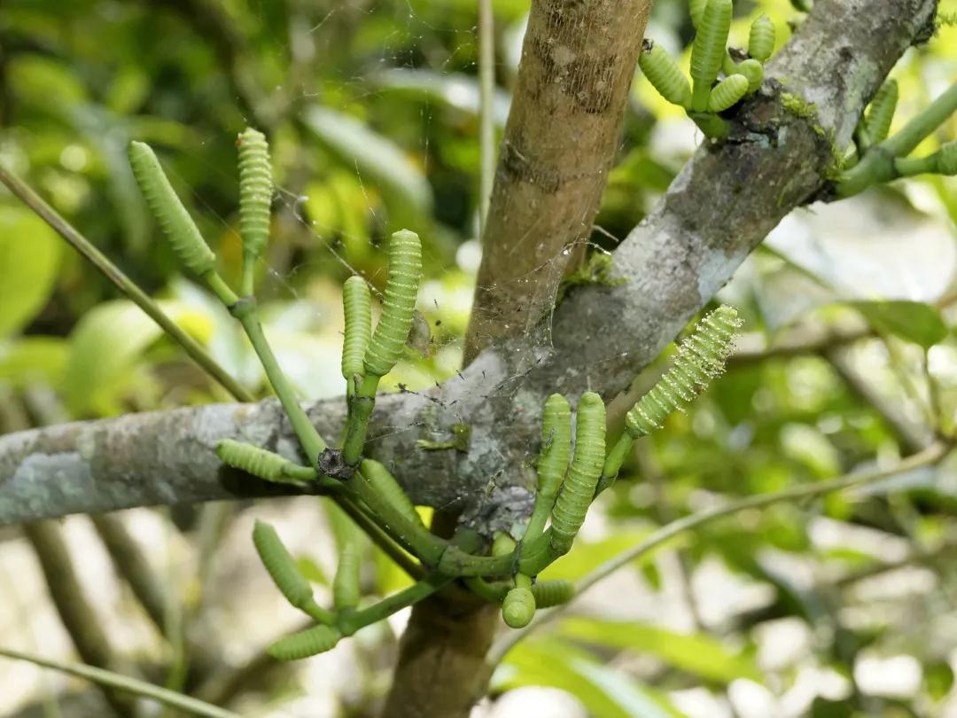 这种植物花不是花,果不是果,但还挺好吃