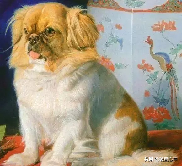 狮子狗：带着4000年来华夏贵族们专一的宠爱，走向世界的舞台