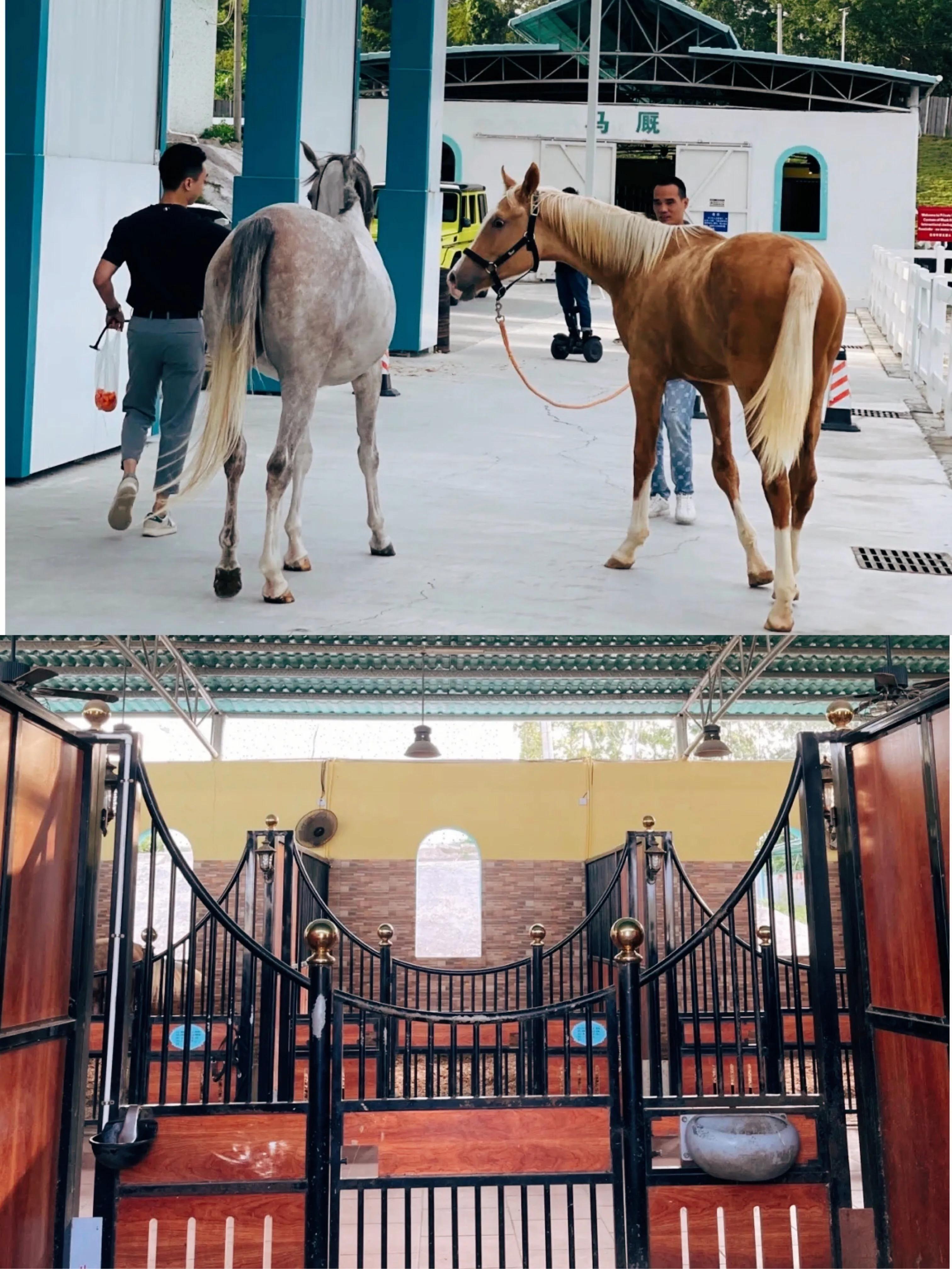 茂名黑马国际马会在施工吗,茂名黑马国际马会骑马预订