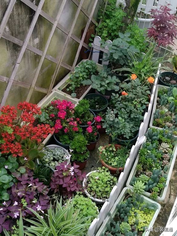 养花热门小常识大全,养花的几个小常识视频