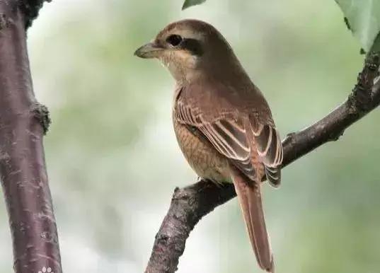 伯劳鸟饲养,没睁眼的伯劳怎样饲养