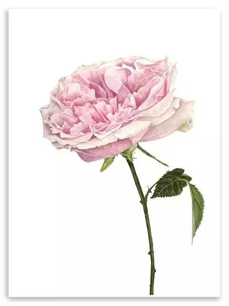 超写实绘画真实吗,超写实的植物绘画