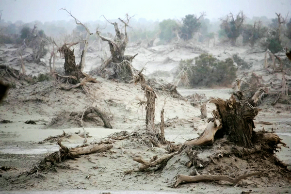 艺术家朗诵不朽的胡杨,千年不朽的胡杨