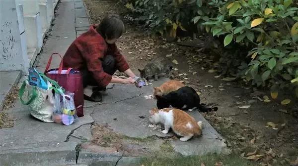 猫咪伸爪子误伤要惩罚吗,猫咪伸爪子抓我衣服是怎么回事