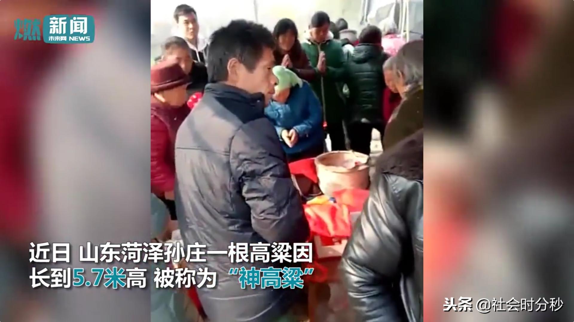 山东5.7米“神高粱”引来村民烧香跪拜警方:是迷信已铲除