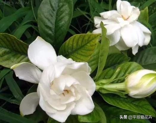 栀子花烂根最好的救活方法,栀子花烂根的补救办法