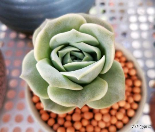 多肉夏天易腐品种,多肉黑霉什么样